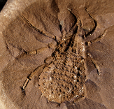COSELEY_SPIDER_FOSSIL