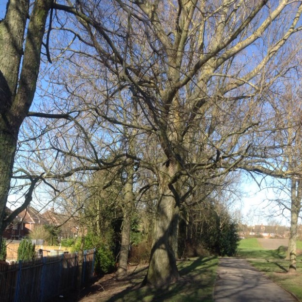 TreeMendous Tree’s What a Variety! Phil Bateman Online