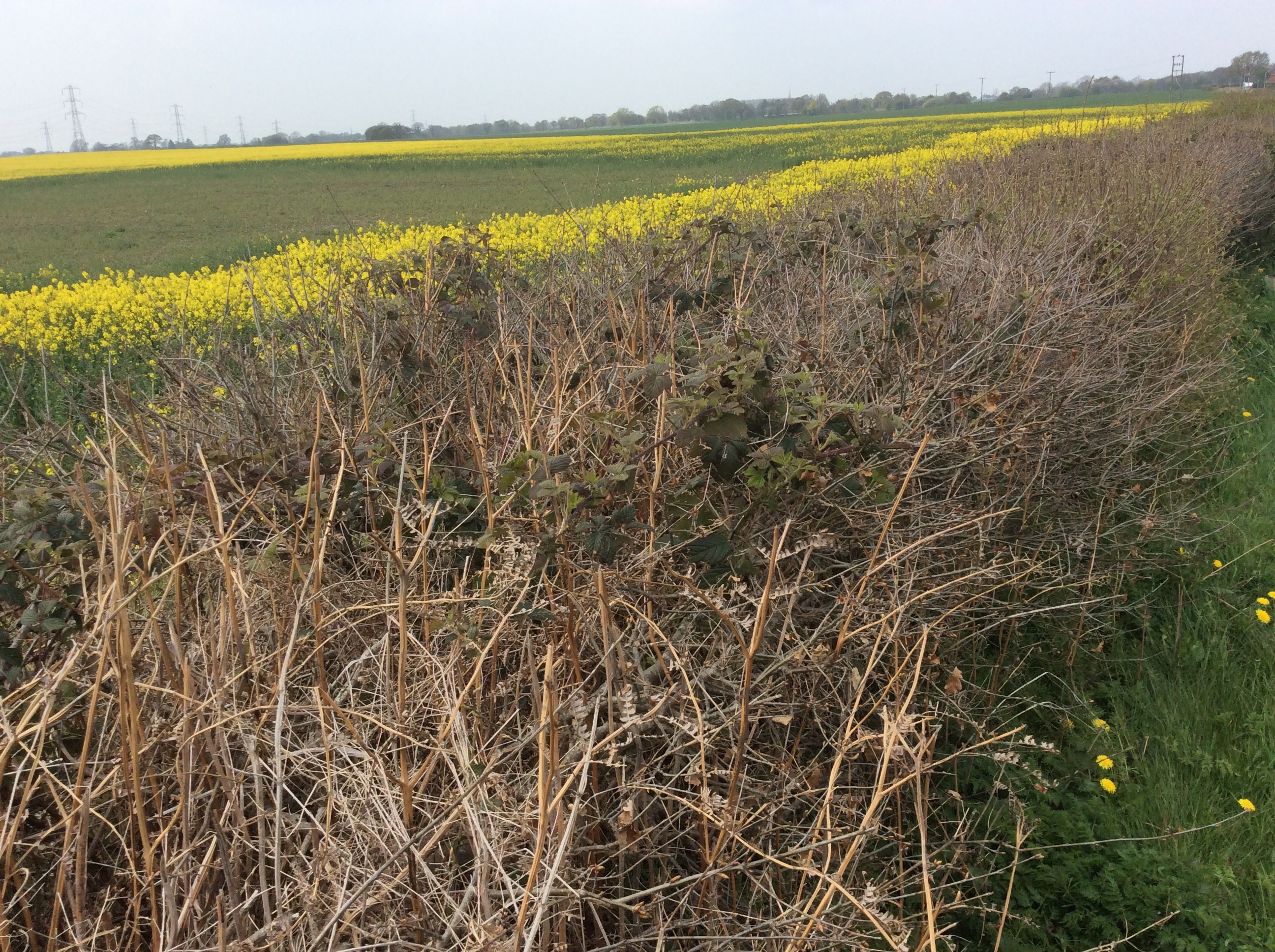 The South Staffordshire Local Plan Review Land at Linthouse Lane